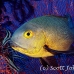 snapper_midnight_vr_h_0705_png0958.jpg